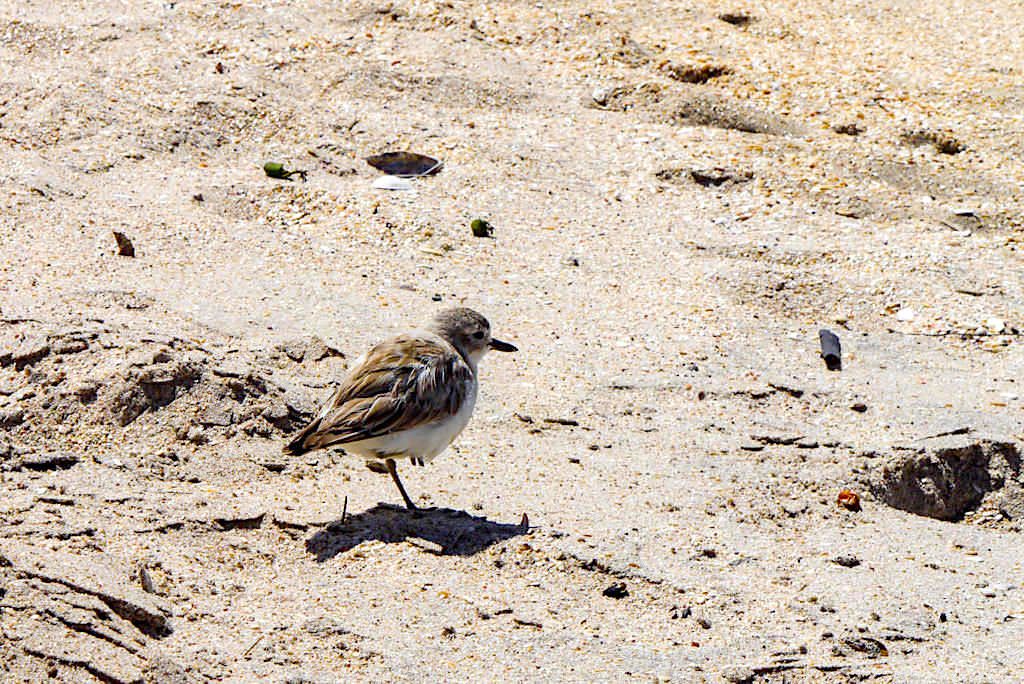 New Zealand Plover, New Zealand Dotterel, Tuturiwhatu oder Maoriregenpfeifer: eine fast ausgestorbene, endemische Vogelart aus der Familie der Regenpfeifer - Coromandel Peninsula - Nordinsel, Neuseeland