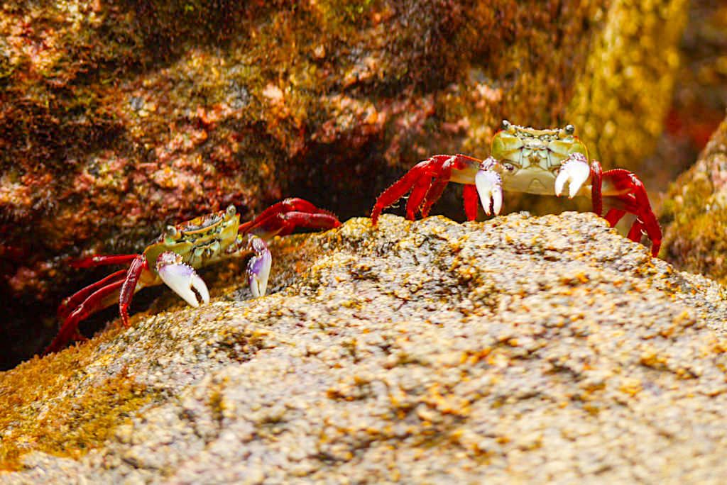 Stringray Bay & Cathedral Cove - Bunte, neugierige Krabben - Coromandel Peninsula - Nordinsel, Neuseeland