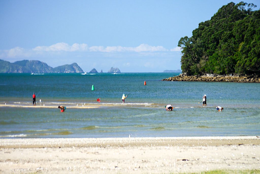 Whitianga - Fischen & Muscheln suchen - Coromandel Peninsula - Nordinsel, Neuseeland