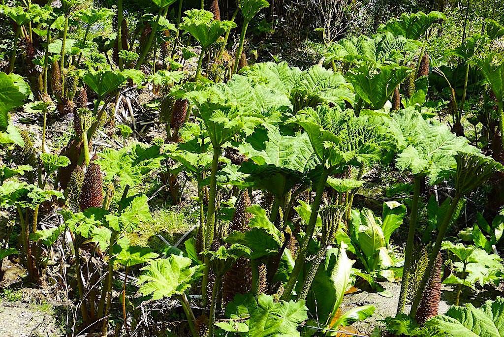 Mammutblatt oder Chilenischer Rhabarber - Invasiver Pflanze, die Lorbeerwälder und Hochmoore im Osten von Sao Miguel bedroht - Azoren