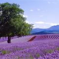 Lavendelfelder in der Blüte - Bridestowe - Tasmania