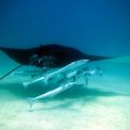 Schnorcheln mit Manta Rochen - Gigantische Teufelsrochen ziehen durchs Wasser - Western Austalia