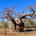 Derby - Prison Boab Tree - Kimberley - Western Australia
