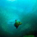 Tauchen mit Seelöwen in La Paz - Baja California - Mexiko