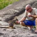 Granite Gorge Nature Park - Rock Wallabies fressen aus der Hand - nahe Cairns, Queensland