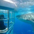 Cage Diving with Great White Sharks - Tauchen mit Weißen Haien: respektvolle Tierbegegnungen mit Adventure Bay Charters - South Australia