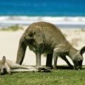 Merry Beach - Murramarang National Park - NSW - Australien