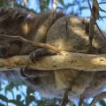 Koalas at Kennett River Great Ocean Road