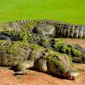 Malcolm Douglas Crocodile Park - riesige Salties beim Sonnen - Broome, Kimberley - Western Australia