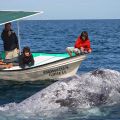 Bahia Magdalena Grauwale Baja California