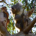Koalas at Cape Otway National Park on Great Ocean Road