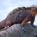 Galapagos - North Seymour - Meerechse auf Stein