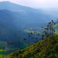 Valle del Cocora - Salento - Colombia