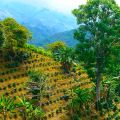 Salento Colombia - cafe plants