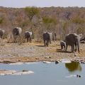 Elefanten gehen Wasserloch Etosha Nationalpark Namibia