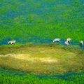 Okavango Delta ein Helikopter Flug von Maun, Botswana