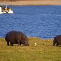 Nilpferde & Boot - Chobe River Cruise - Chobe National Park in Botswana