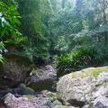 Plätschernde Bachläufe - Minnamurra Rainforest - Kiama - New South Wales