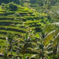 Tegallalang Reisterrassen Bali - Himmelstreppen zu den Göttern - Indonesien