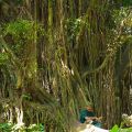Strangler Fig at Monkey Forest in Ubud Bali