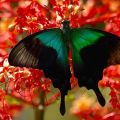 Bali Butterfly Park - Indonesien