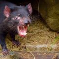 Tasmanian Devil Unzoo - Tasmania