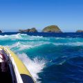 Wellen - Southern Ocean - Bruny Island Cruise - Tasmanien