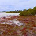 Ufer des Lakes Nature am Coorong Loop Way - Coorong National Park - South Australia