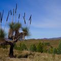 Xanthorrhoea - Rawnsley Park Station 4WD Tour - South Australia