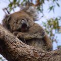 Koala Titel - Mikkira Station im Süden der Eyre Peninsula - South Australia