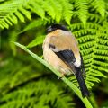 Priolo - Azorengimpel: eine der am stärksten bedrohten Vogelarten - Sao Miguel, Azoren