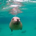 Swim with Sea Lions - Adventure Bay Charters - South Australia