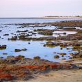 Blick auf Stromatolithen - Hamelin Pool - Western Australia