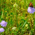 Wiesengänger Route - Schmetterling & Blumen - Wandertrilogie Allgäu - Bayern