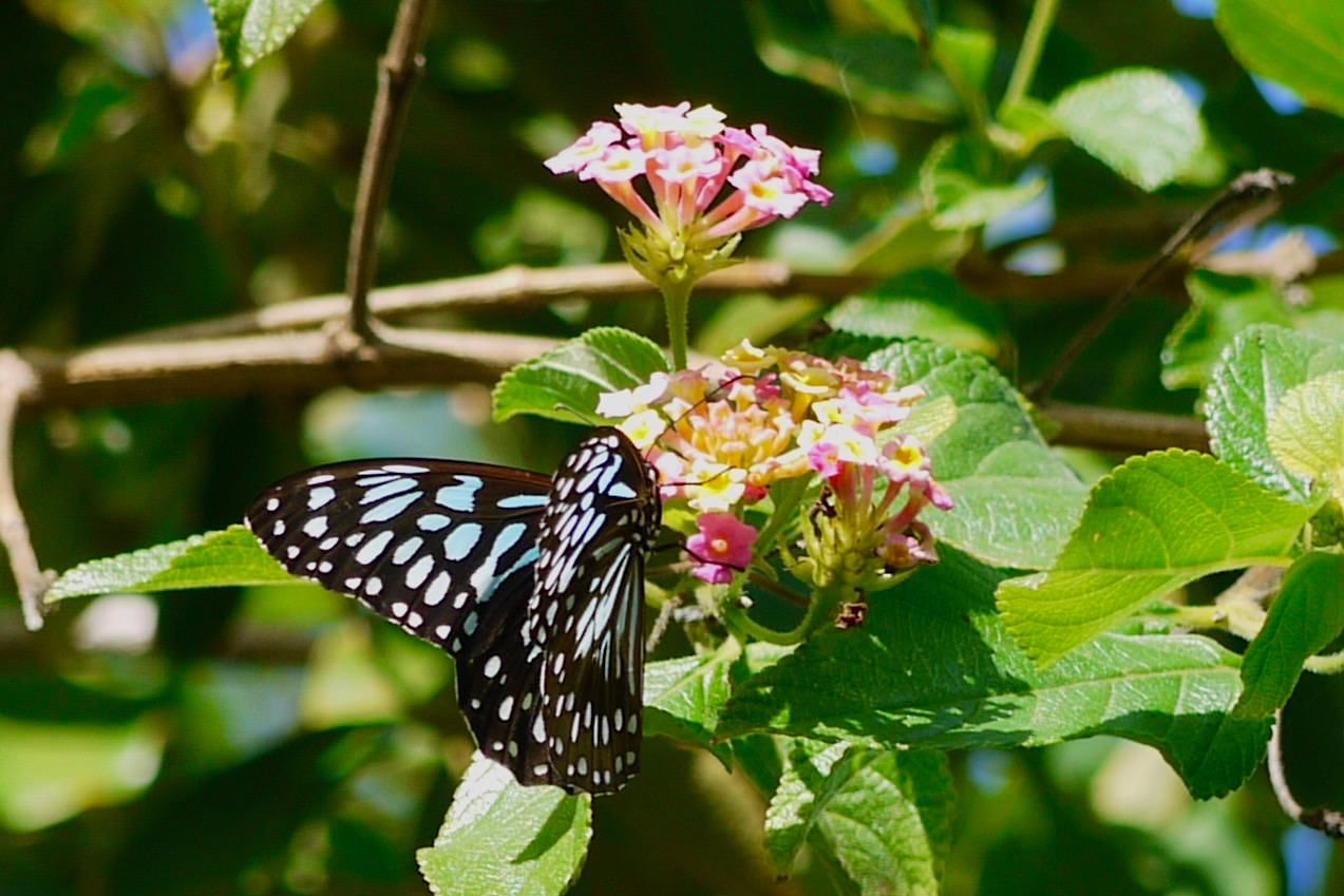 Blue Serendipity Butterfly Queensland
