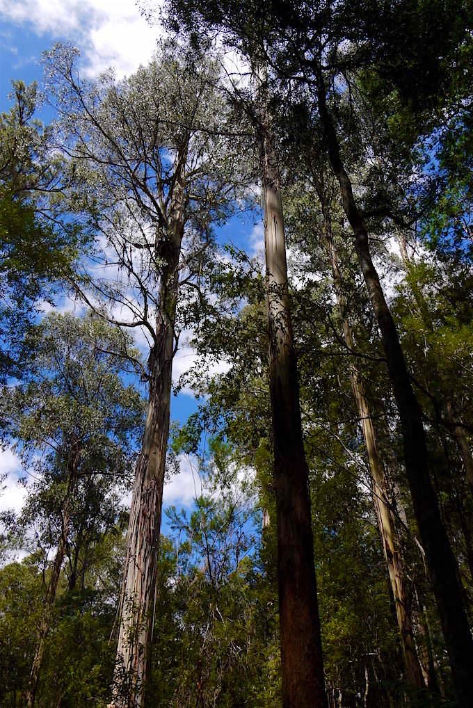 Mount Field National Park - Tasmanien
