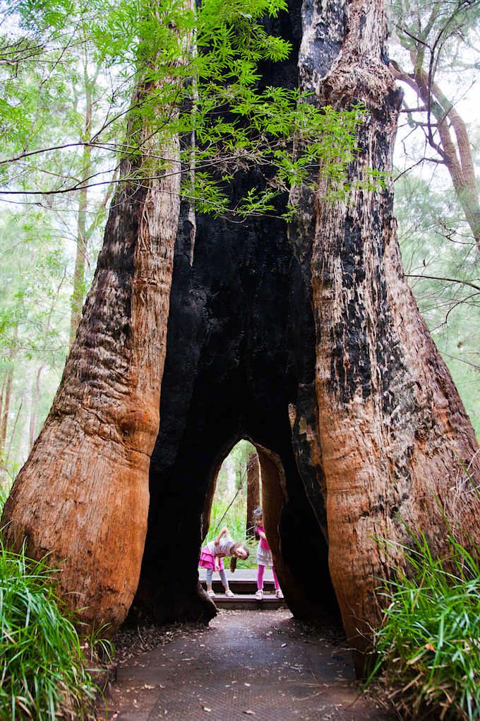 Ancient Empire Walk - Valley of Giants - Western Australia