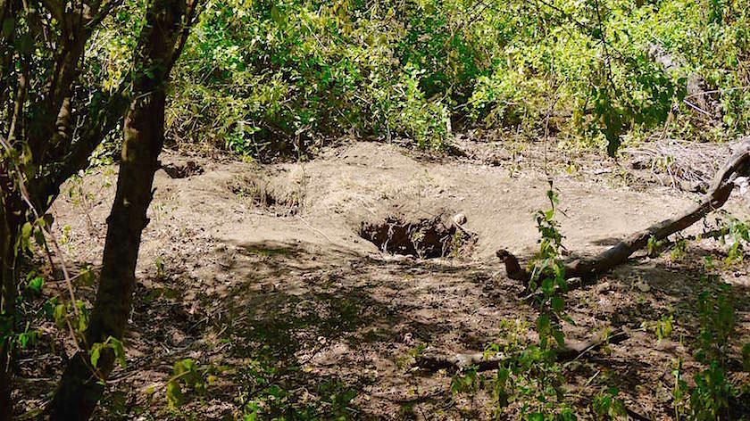 Brutstätten der Komodo Warane Rinca Island