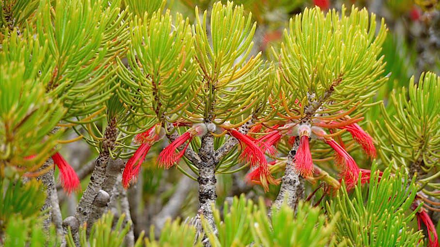 Wild Flower - Le Grand National Park Western Australia 