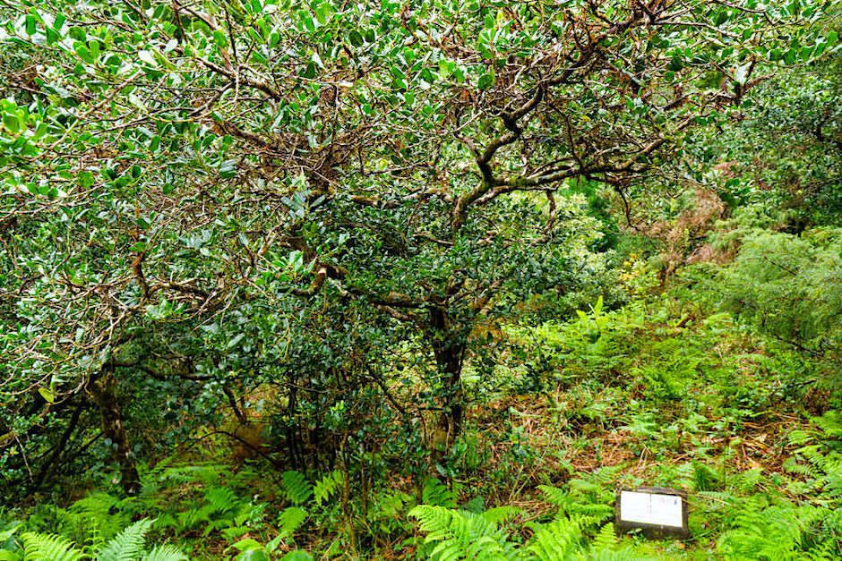 Bedrohter Lorbeerwald beim Centro do Priolo zum Erkunden - Nordeste, Sao Miguel - Azoren