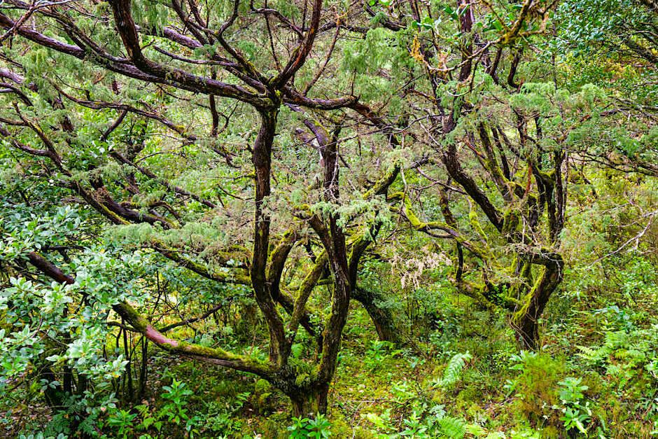 Letzter ursprünglicher Lorbeerwald in der Serra da Tronqueira - Nordeste - Sao Miguel, Azoren