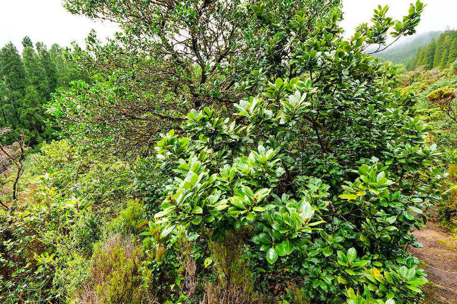 Ursprünglicher, einzigartiger Lorbeerwald in der Serra da Tronqueira im Osten von Sao Miguel - Azoren