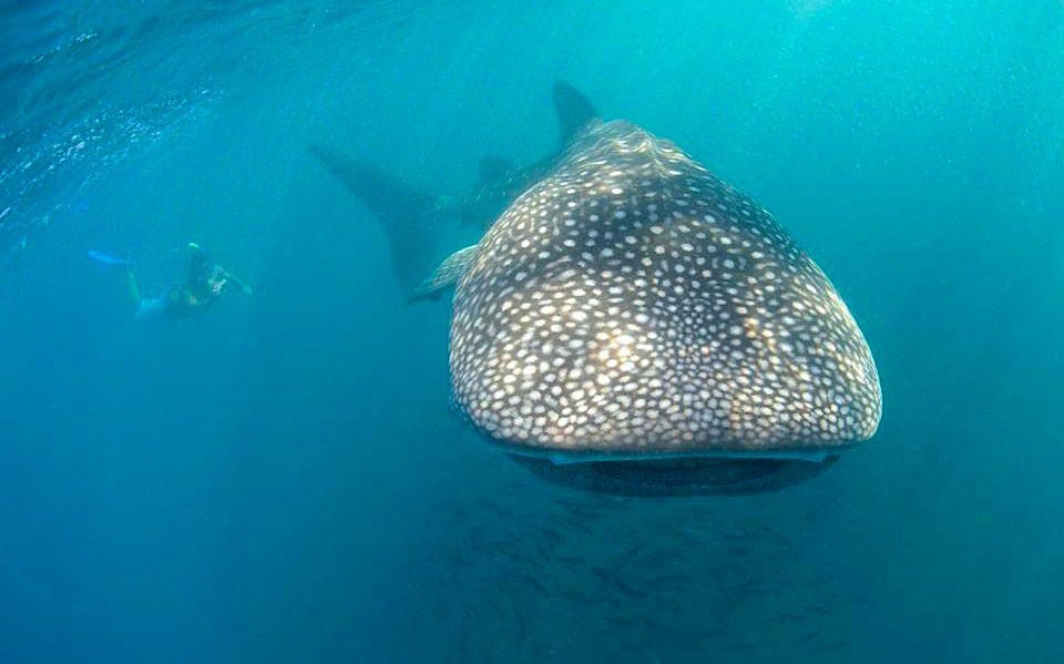 Once in a lifetime: 45 Minuten Schnorcheln mit Walhaien - Cortez Club - Baja California - Mexiko