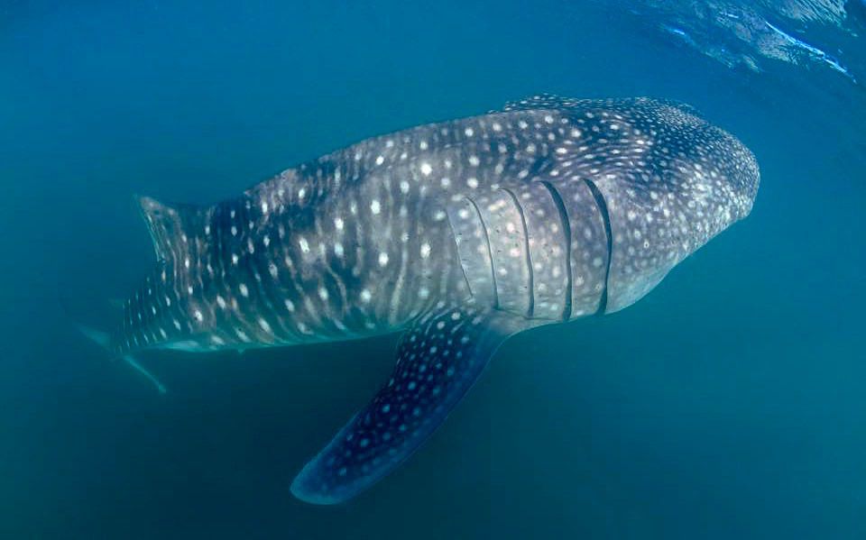 Whale shark The Cortex Club