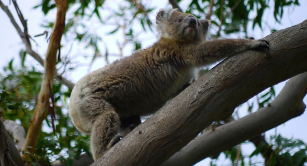 Cape-Otway-Koala-2-1024x555