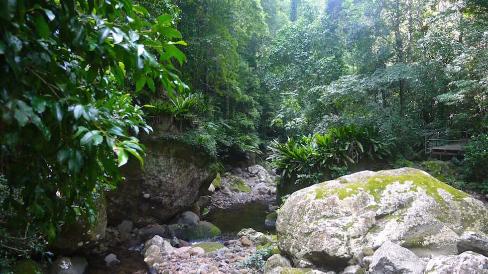 Minnamurra Rainforest - Der ursprünglichste und schönste Regenwald südlich von Sydney - New South Wales