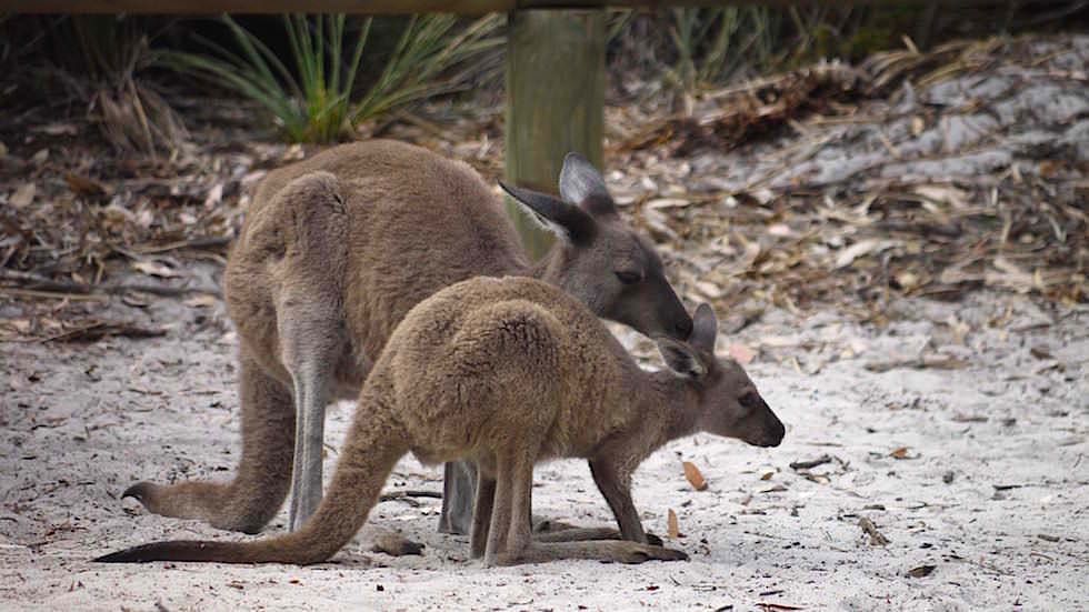 Kangurus am Lucky Bay Campground Le Grand National Park Western Australia