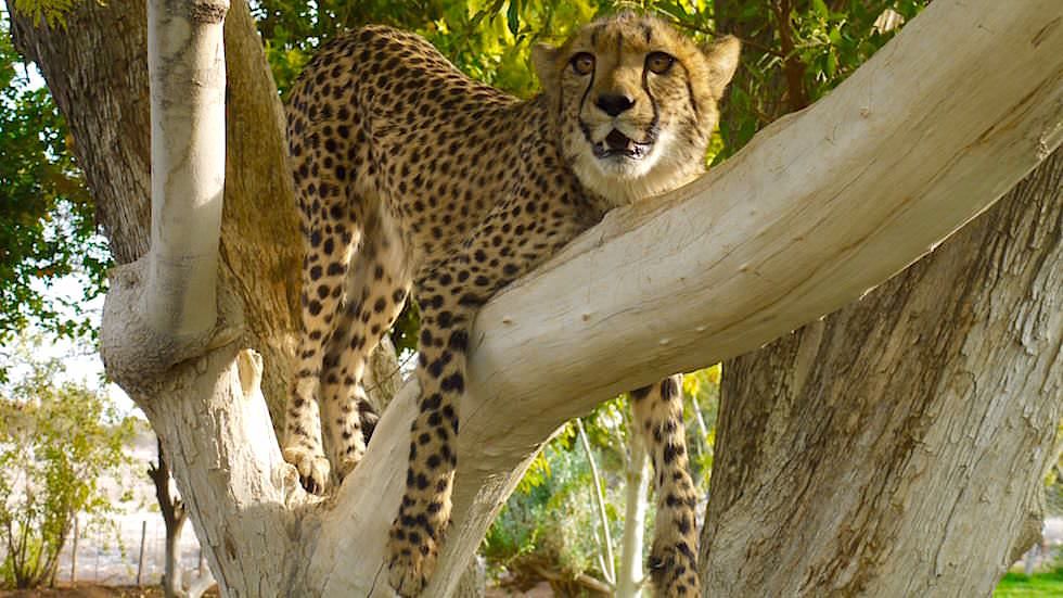  Otjitotongwe Cheetah Park - Namibia Afrika