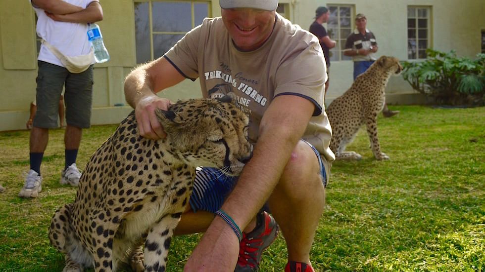 Otjitotongwe Cheetah Park - Kuscheln mit Geparden - Namibia Afrika