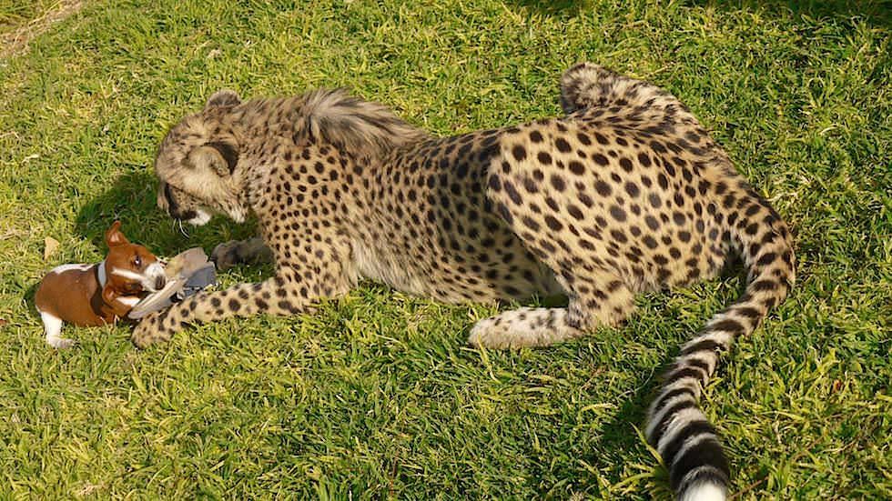 Geparden Farm Otjitotongwe Cheetah Park - Namibia Afrika